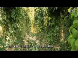 山药的种植 搜索结果 哔哩哔哩弹幕视频网 つロ乾杯