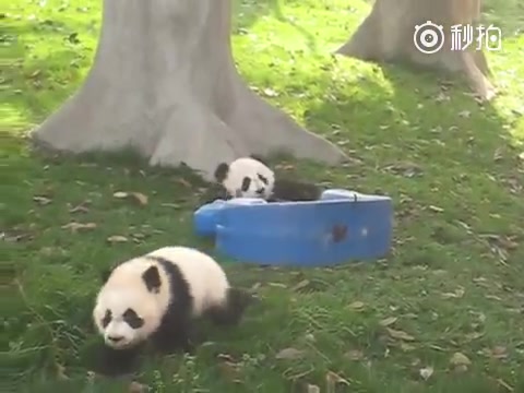 【大熊猫文莉芝芝】团子时期,小文莉翻车,芝芝路过眼圈很霸气哔哩哔哩bilibili