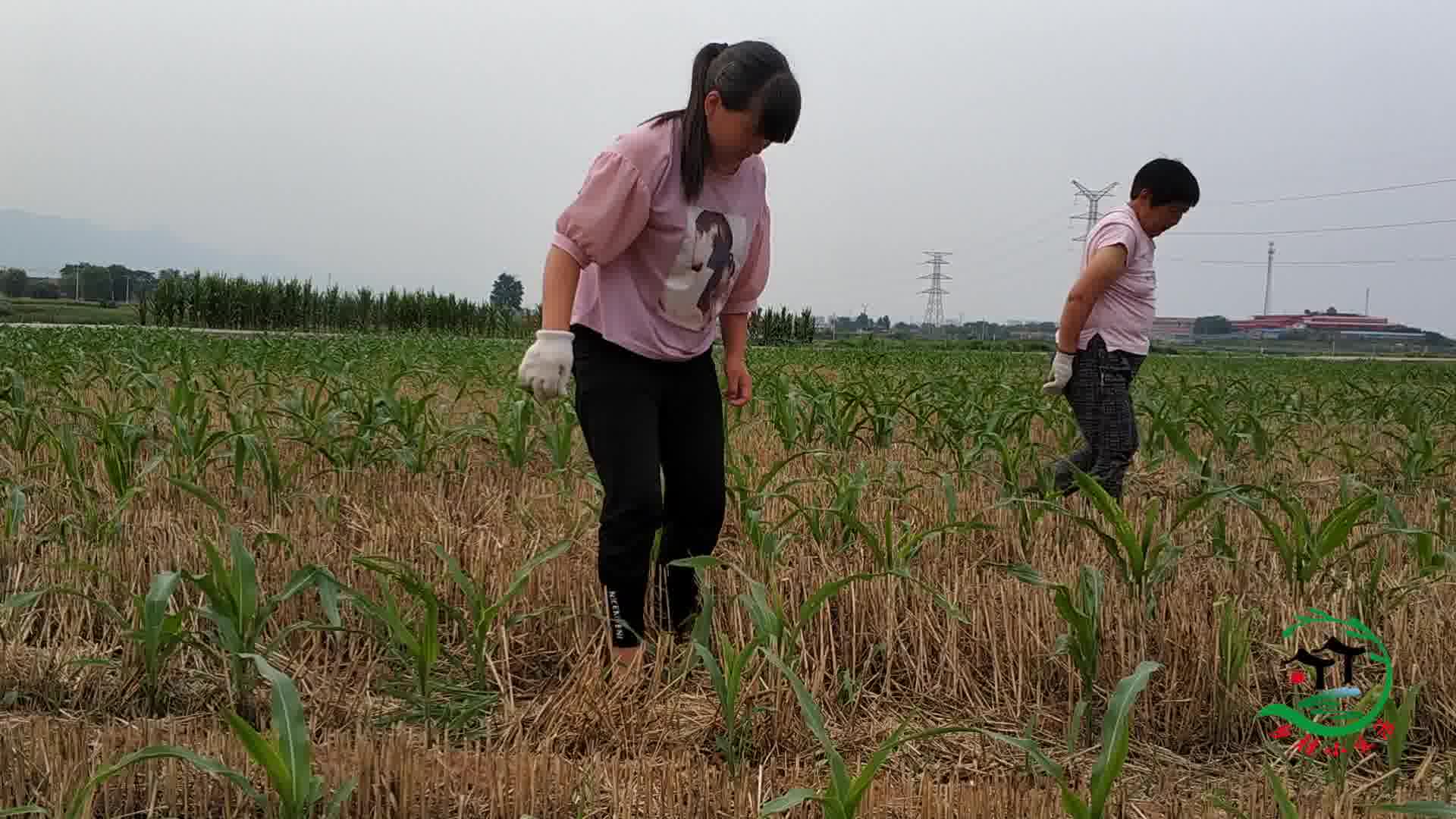 乡村小生活:农村姑娘下地干农活,带你见识现实版的"