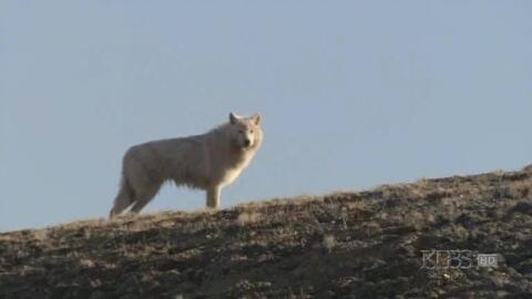中文英文字幕 白雪鹰狼white Falcon White Wolf 哔哩哔哩 中文英文字幕 白雪鹰狼white Falcon White Wolf 哔哩哔哩