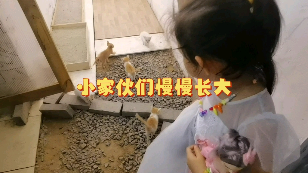 小家伙们慢慢长大哔哩哔哩bilibili