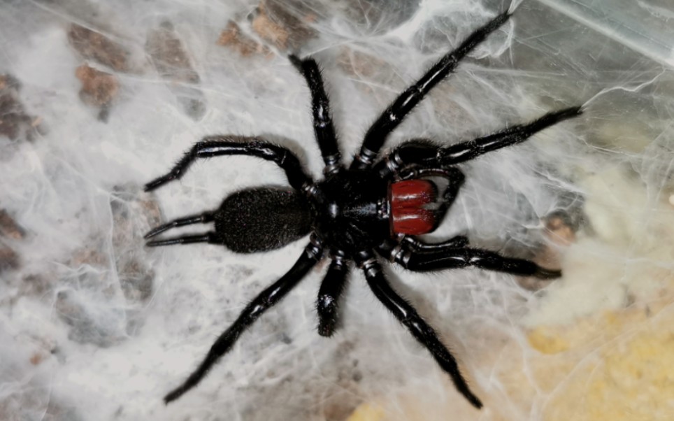 福建产巨大疣蛛新蜕后的佛系连续捕食-门卫大爷老邹-默认收藏夹-哔哩