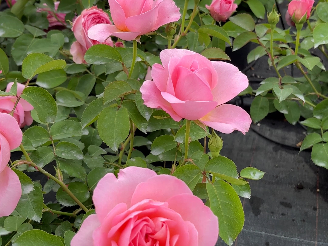 【惠惠的花园】大花浓香的藤本月季"舍农索城堡的女人们" 长势强劲,多