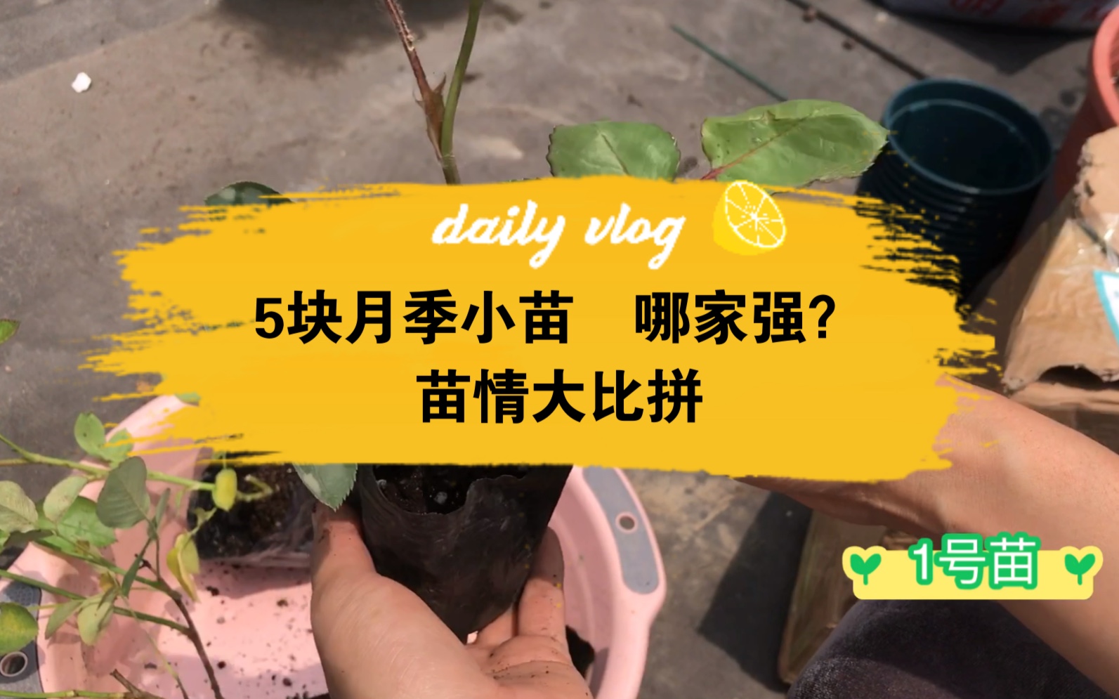 [图]5块月季小苗谁家强！（安格斯/桃花雨）顺便开箱个价高一些的苗，快来围观！