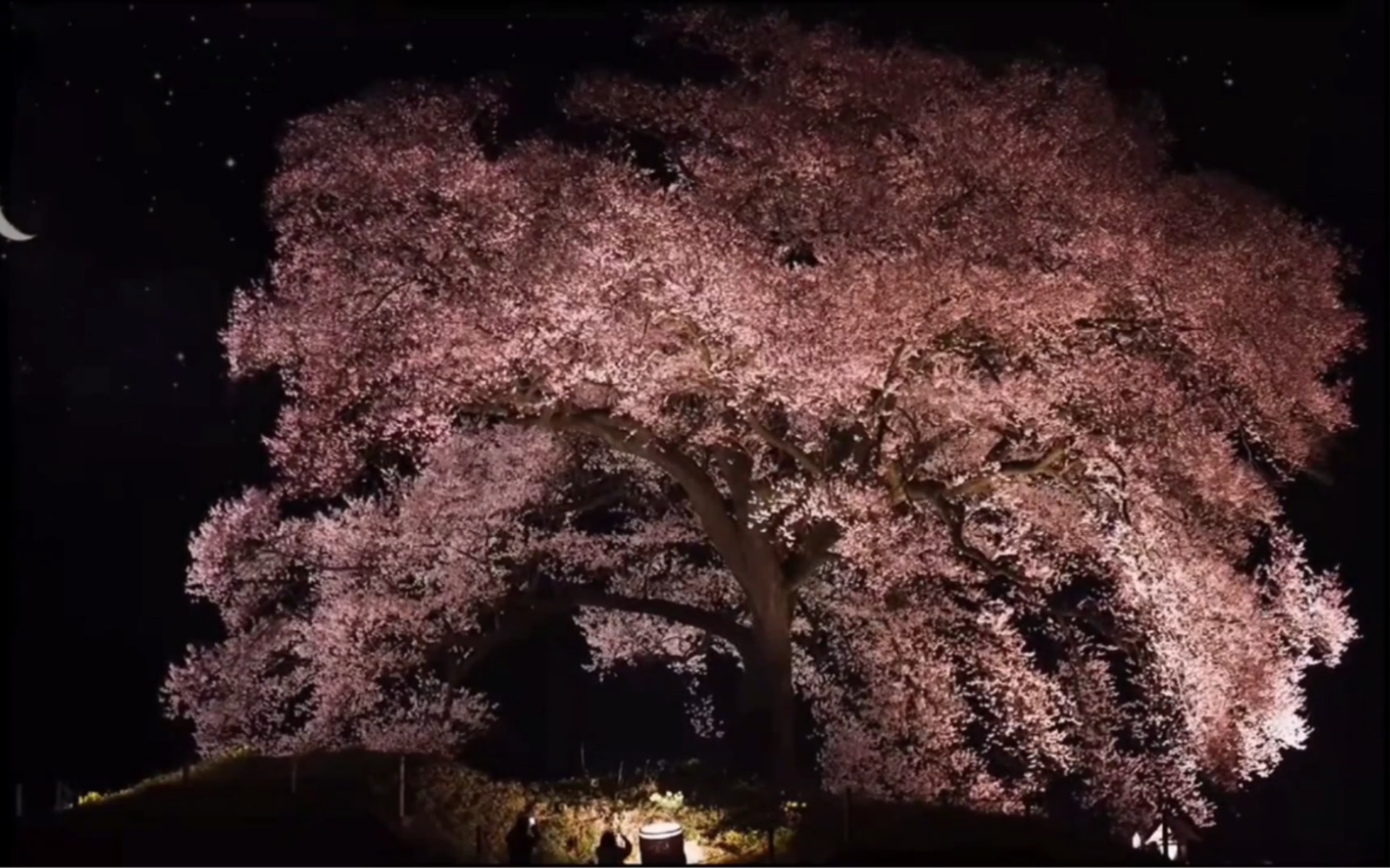 [图]“人生落花万千，爱只是其中一阵风”