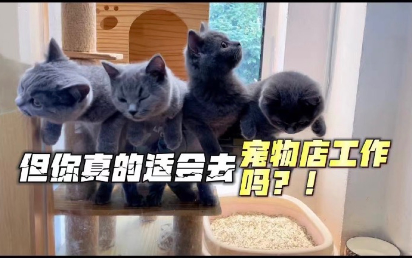 [图]超喜欢猫狗，但你真的就适合去宠物店工作吗？！