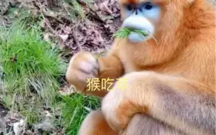 下载视频: 猴吃草