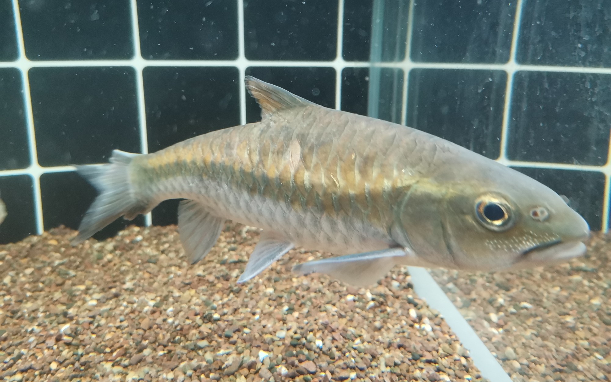 吉罗战损版史氏新光唇