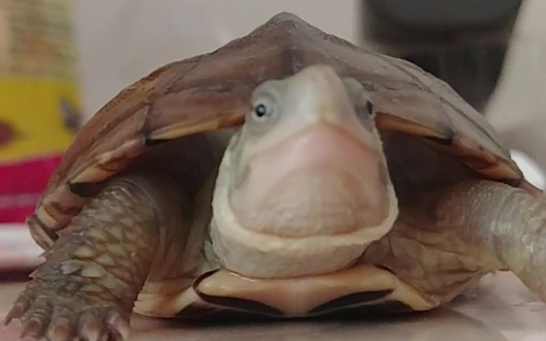 小青龟-微笑先生_哔哩哔哩_bilibili