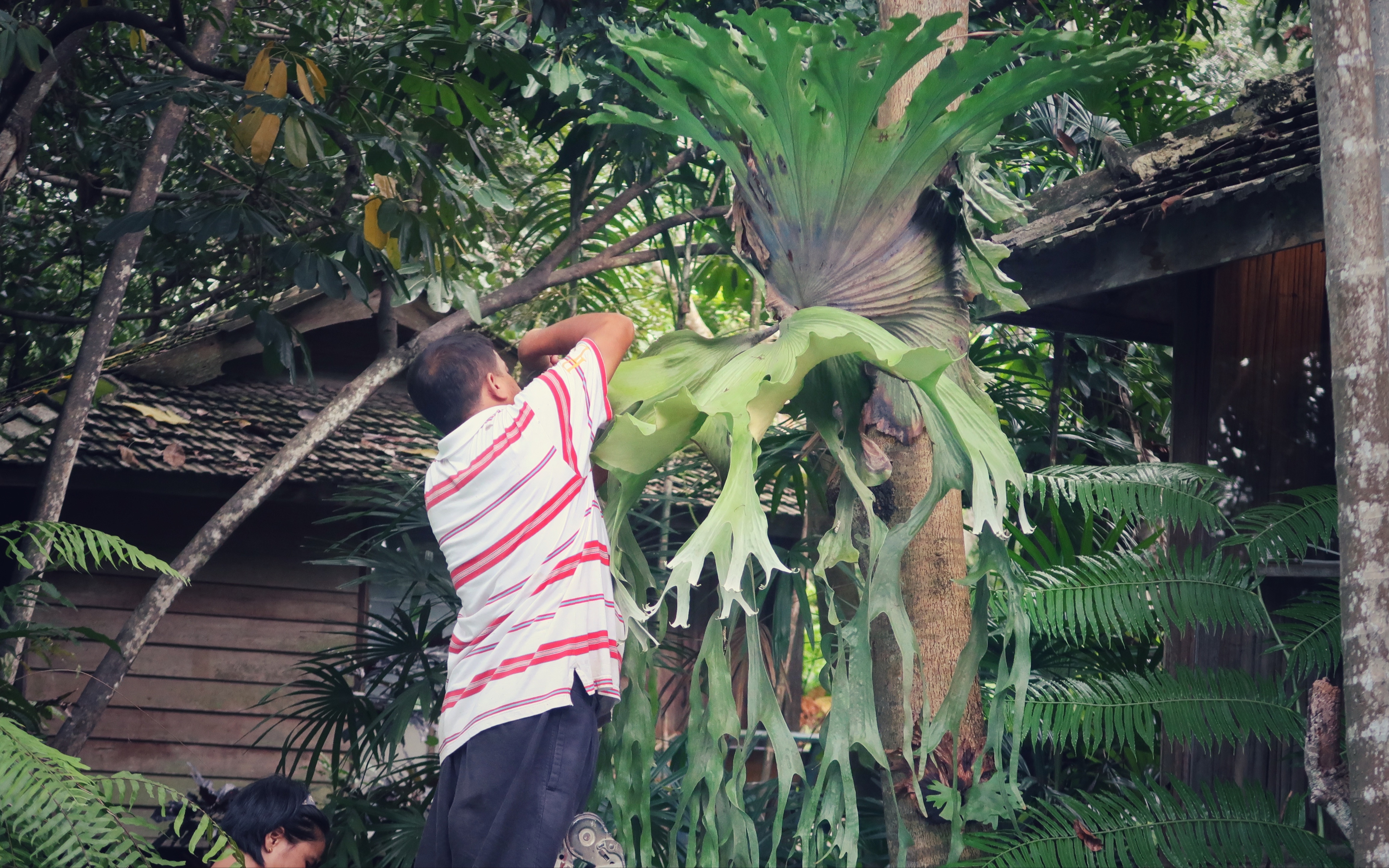 活动作品巨兽鹿角蕨孢子采集