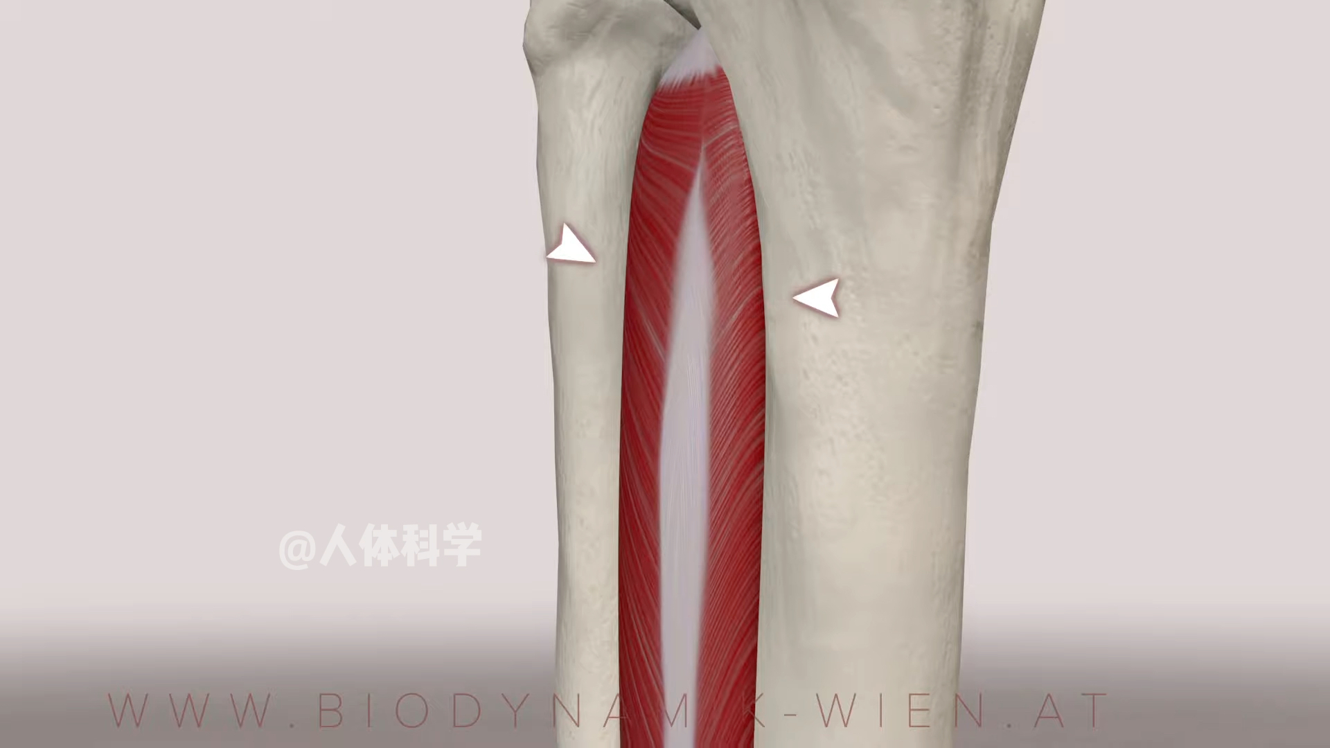 【运动解剖】胫骨后肌的肌肉功能解剖