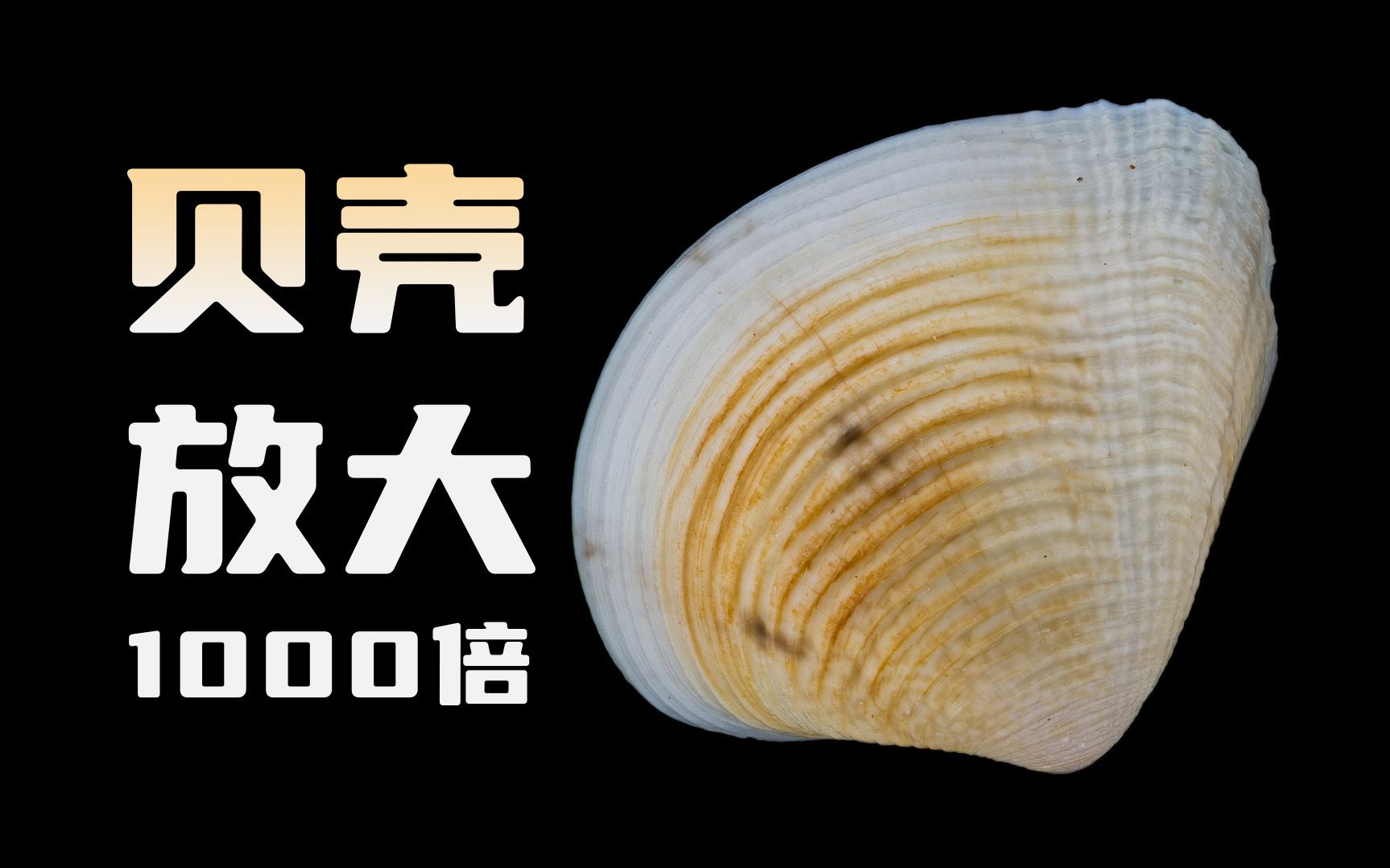 贝壳放大1000倍能看到什么?