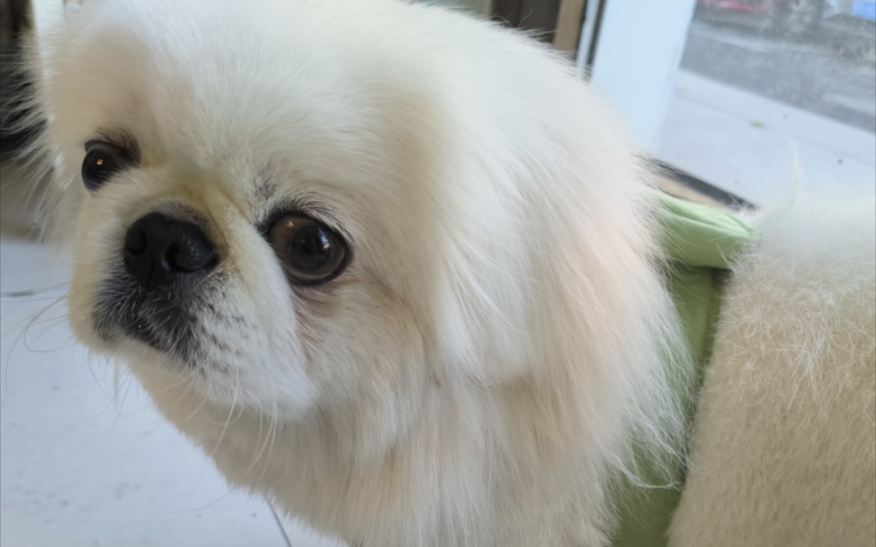 今天的原声视频是大脑袋timi吃罐头.