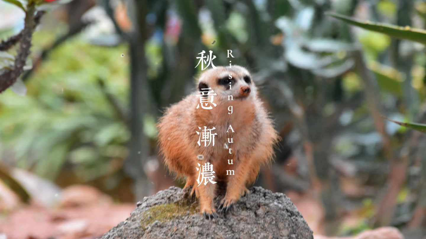 活动作品细尾朦朦哥萌萌哒