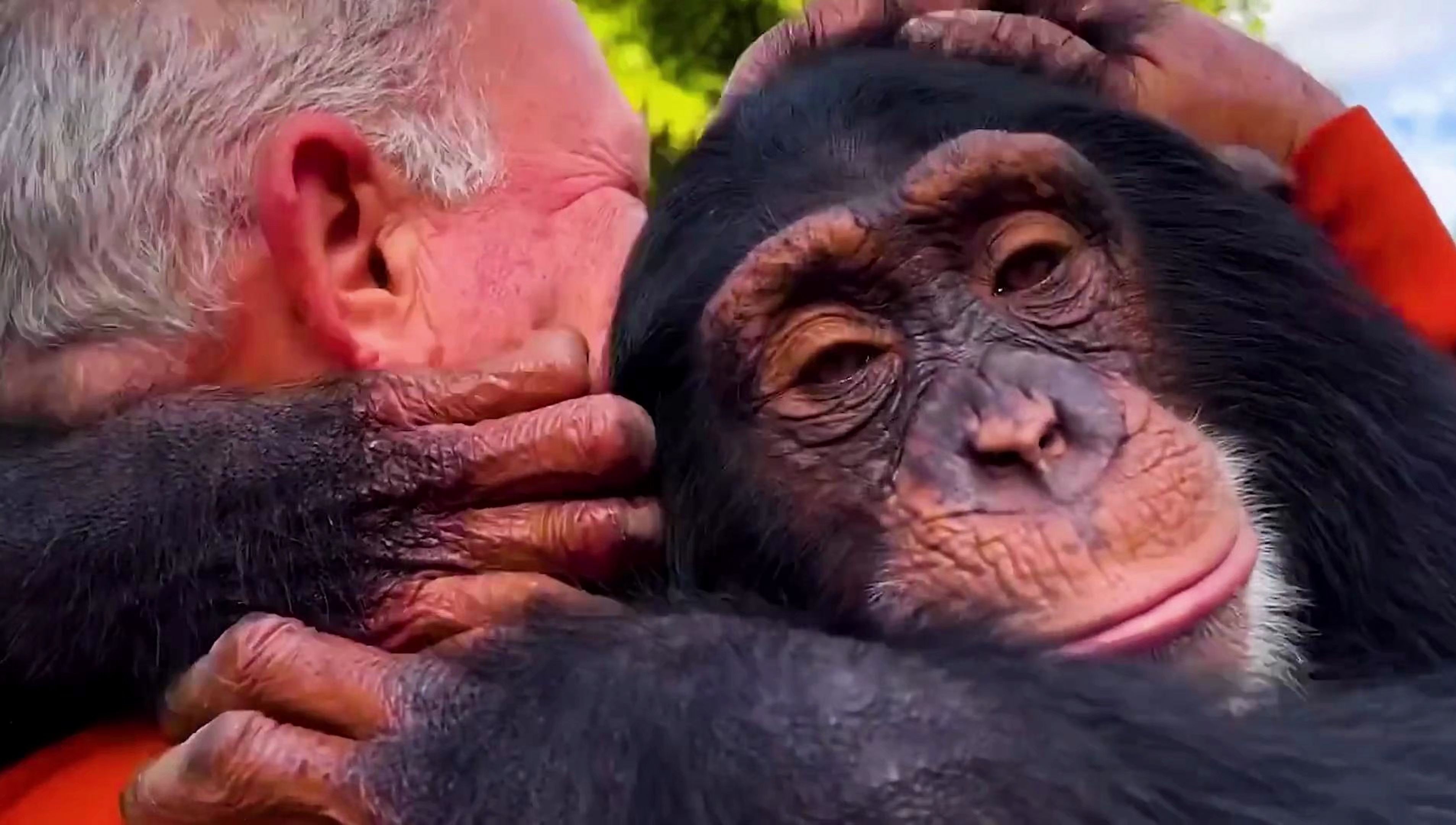 泪目~人与动物共情瞬间