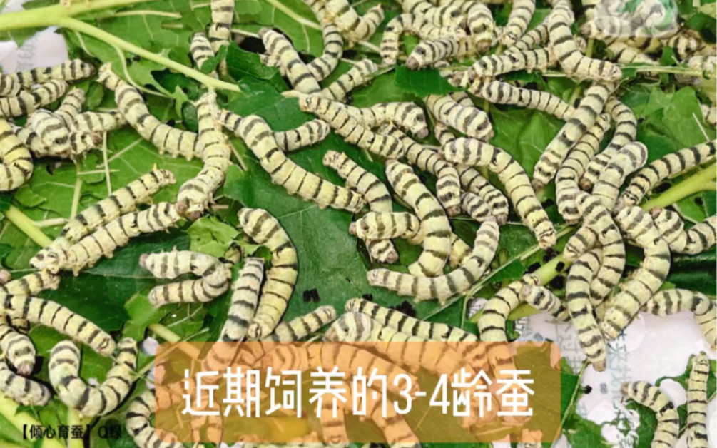 【倾心育蚕】近期饲养的蚕宝宝