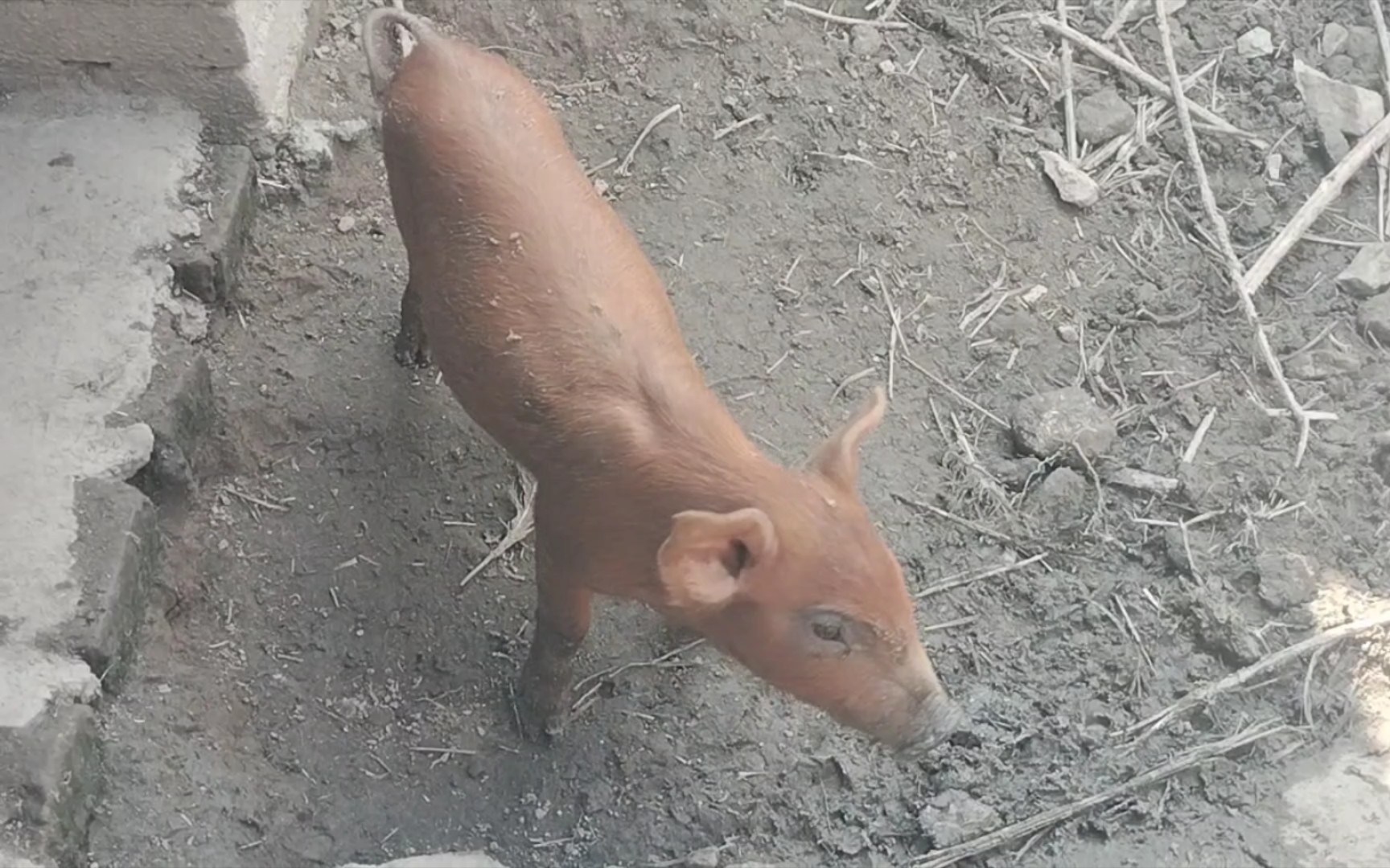 黄毛毛猪,节俭习惯养成记