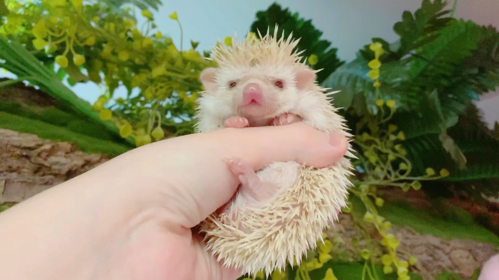 【非洲迷你刺猬】这次自留的平托弟弟,叫小柠檬～～～_哔哩哔哩 (゜