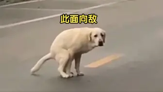 Download Video: 《当代猫狗便秘现状》