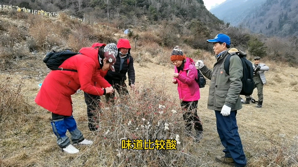 [图]黄连素原来是从它的身上提取出来的，游山玩水也能学到很多知识。