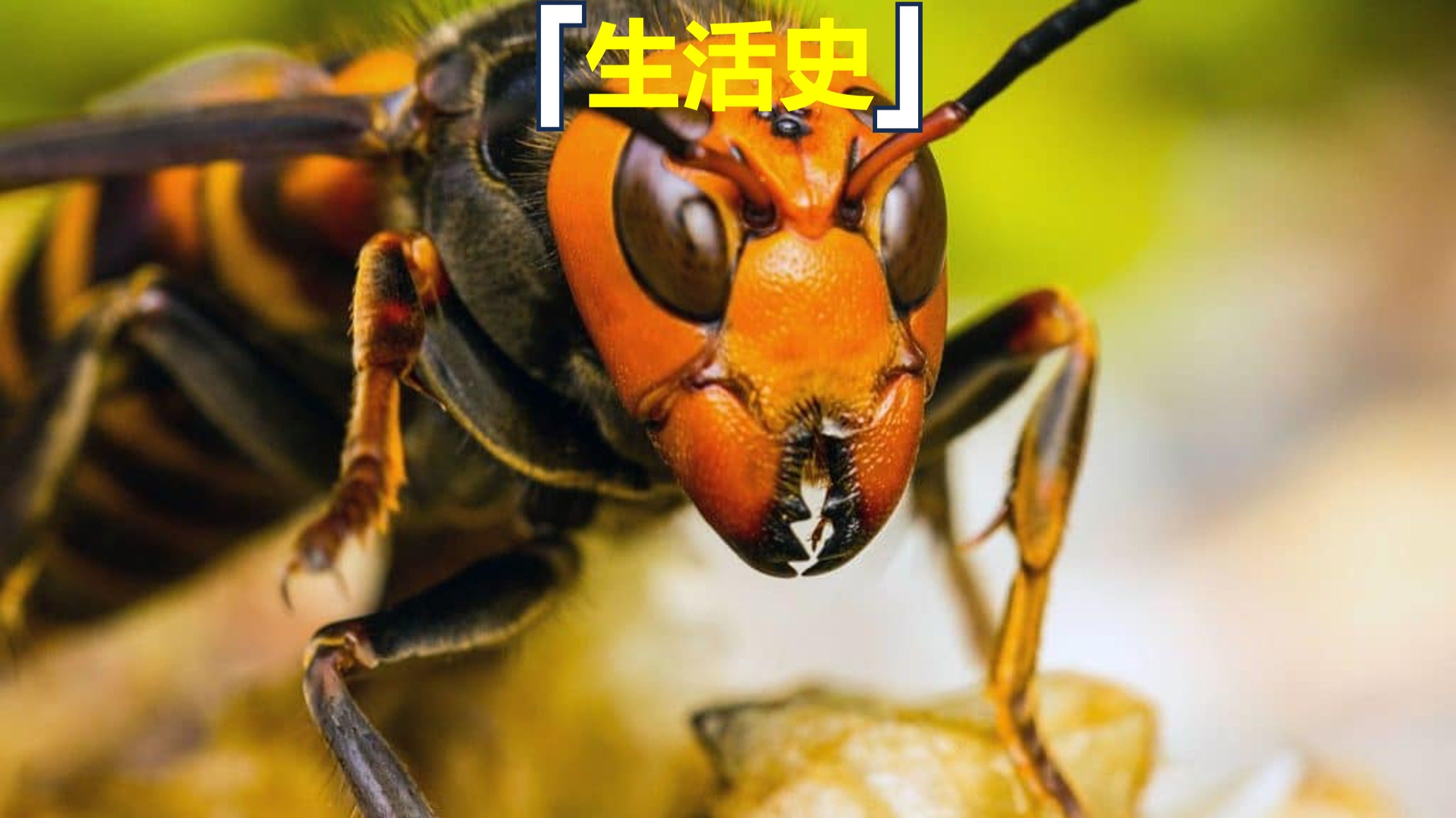 金环胡蜂(vespa mandarinia)生活史