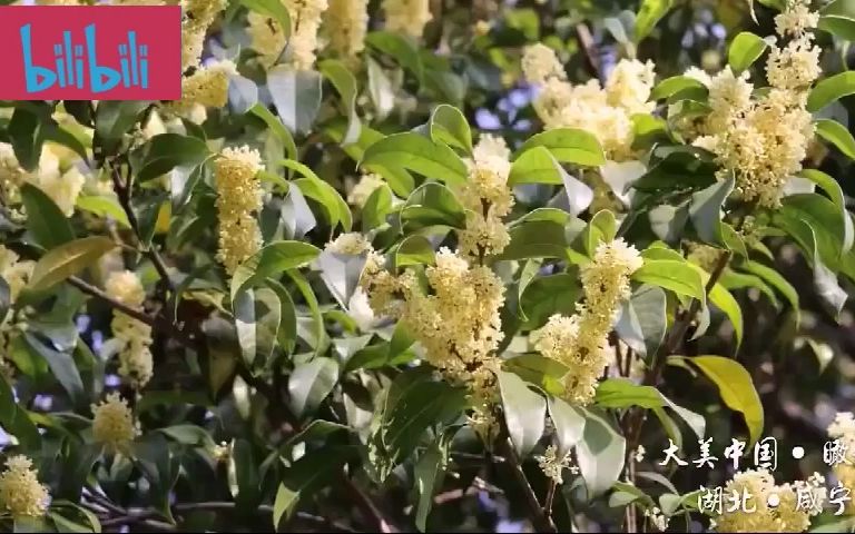 风景欣赏,一些植物哔哩哔哩bilibili