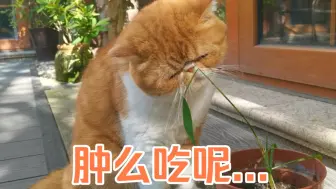 Download Video: 【加菲】猫是猫，加菲是加菲⑤