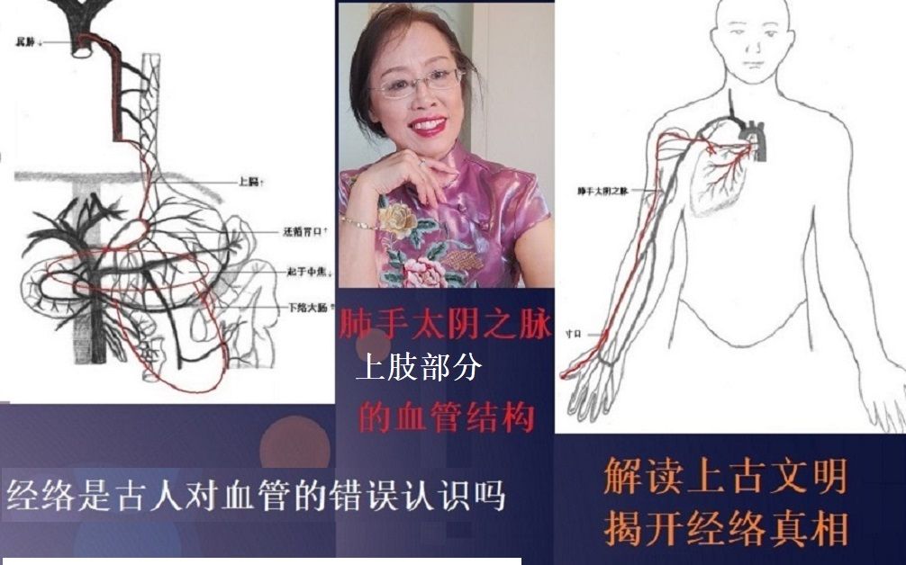 肺手太阴之脉的血管结构 上肢部分 中国古人对共干血管的解读哔哩哔哩bilibili