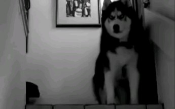 [图]抑郁黑哈士奇（Black Metal Husky sings Nargaroth)