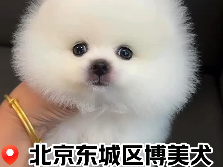 【北京东城区博美犬】可爱小狗狗!哔哩哔哩bilibili