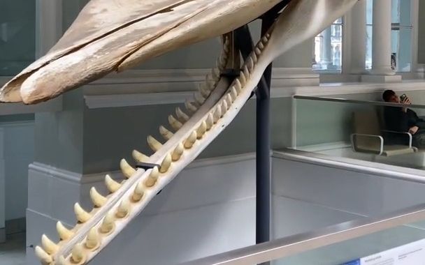 动物头骨-抹香鲸头骨