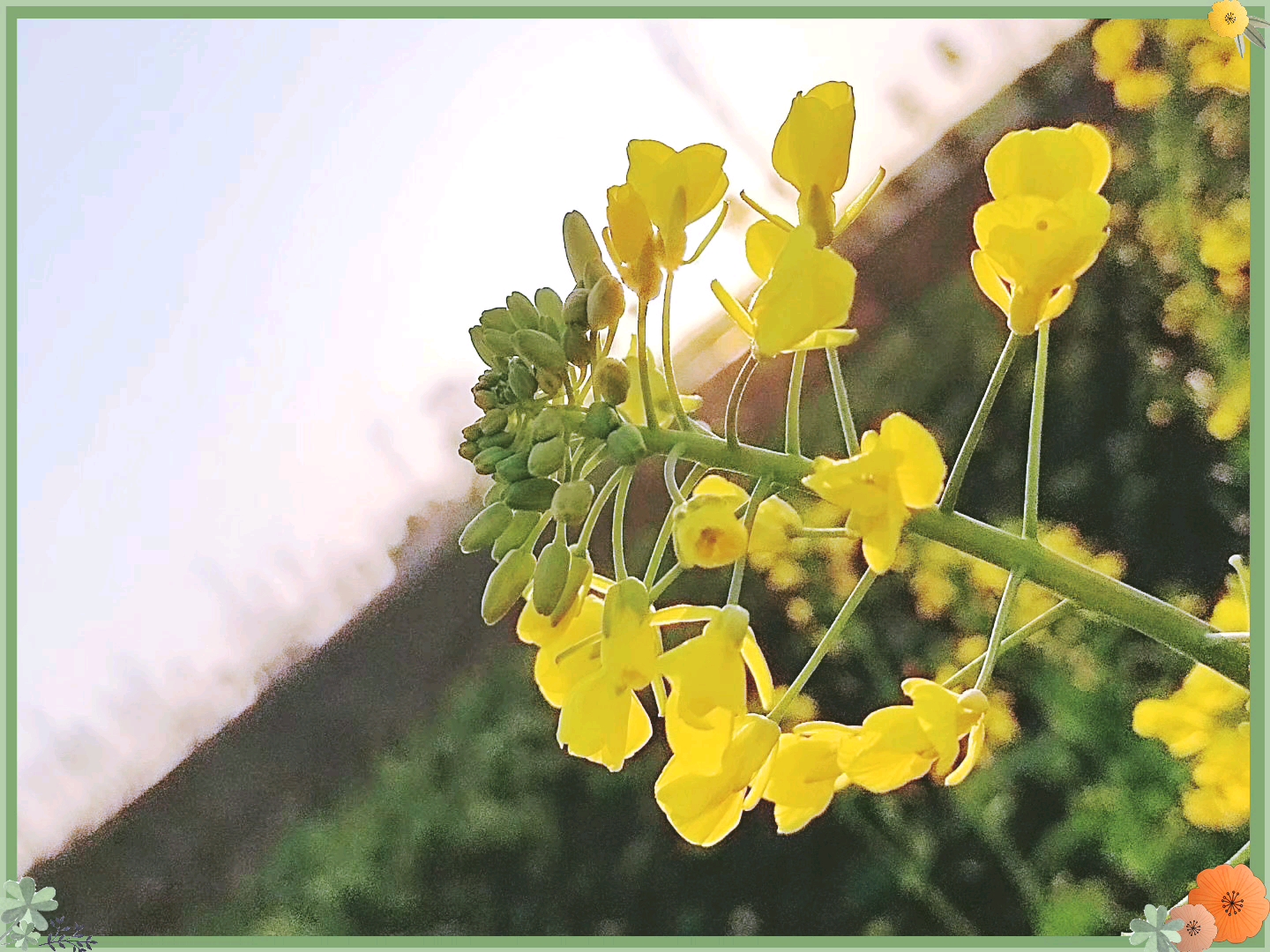 [图]春天里的油菜花，清新而活泼。