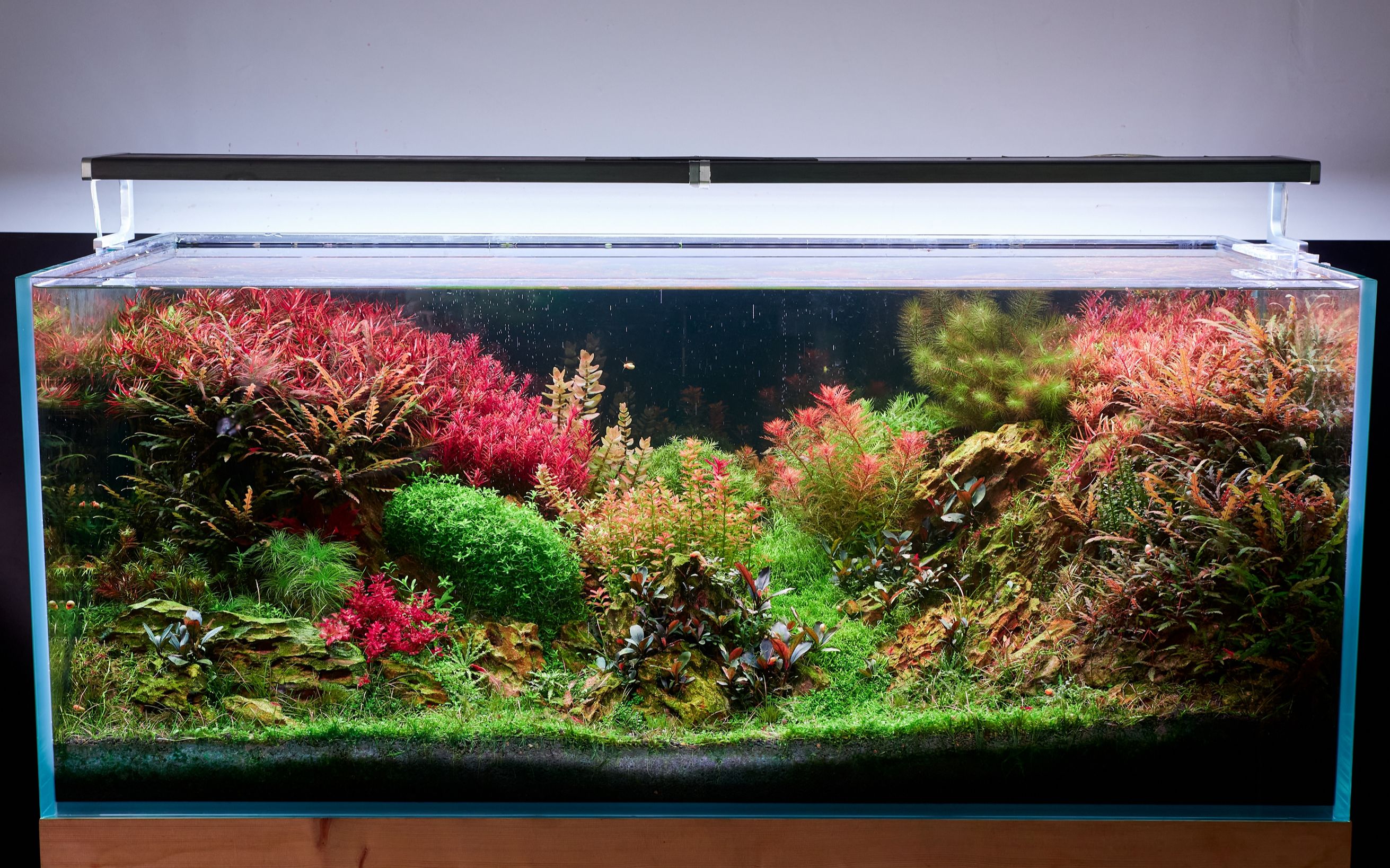 尼特利新款rgb水草灯显色效果实拍