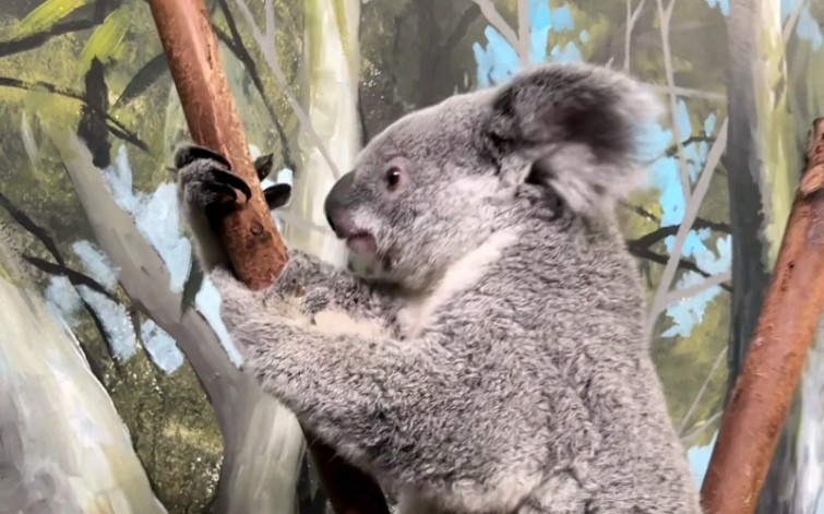 8.16 考拉joy查袋,漂亮女鹅来啦麻麻亲亲~,宝宝在袋里喝奶呢