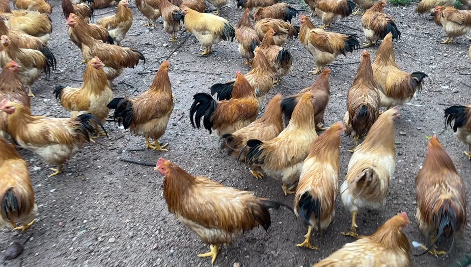 祝氏一号阉鸡,193天,均重6斤