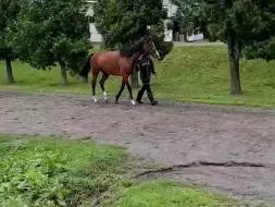 Скачать видео: 240816 早起散步的山茶花