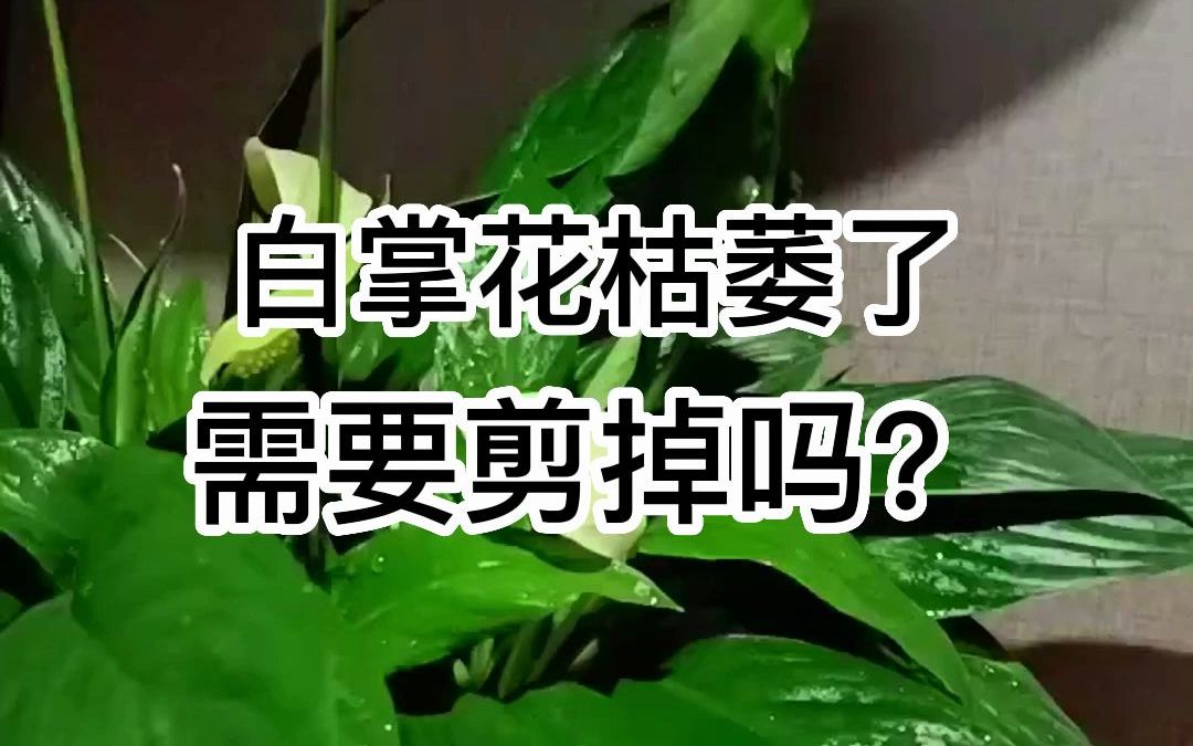 一帆风顺的花枯萎了要剪掉吗?哔哩哔哩bilibili