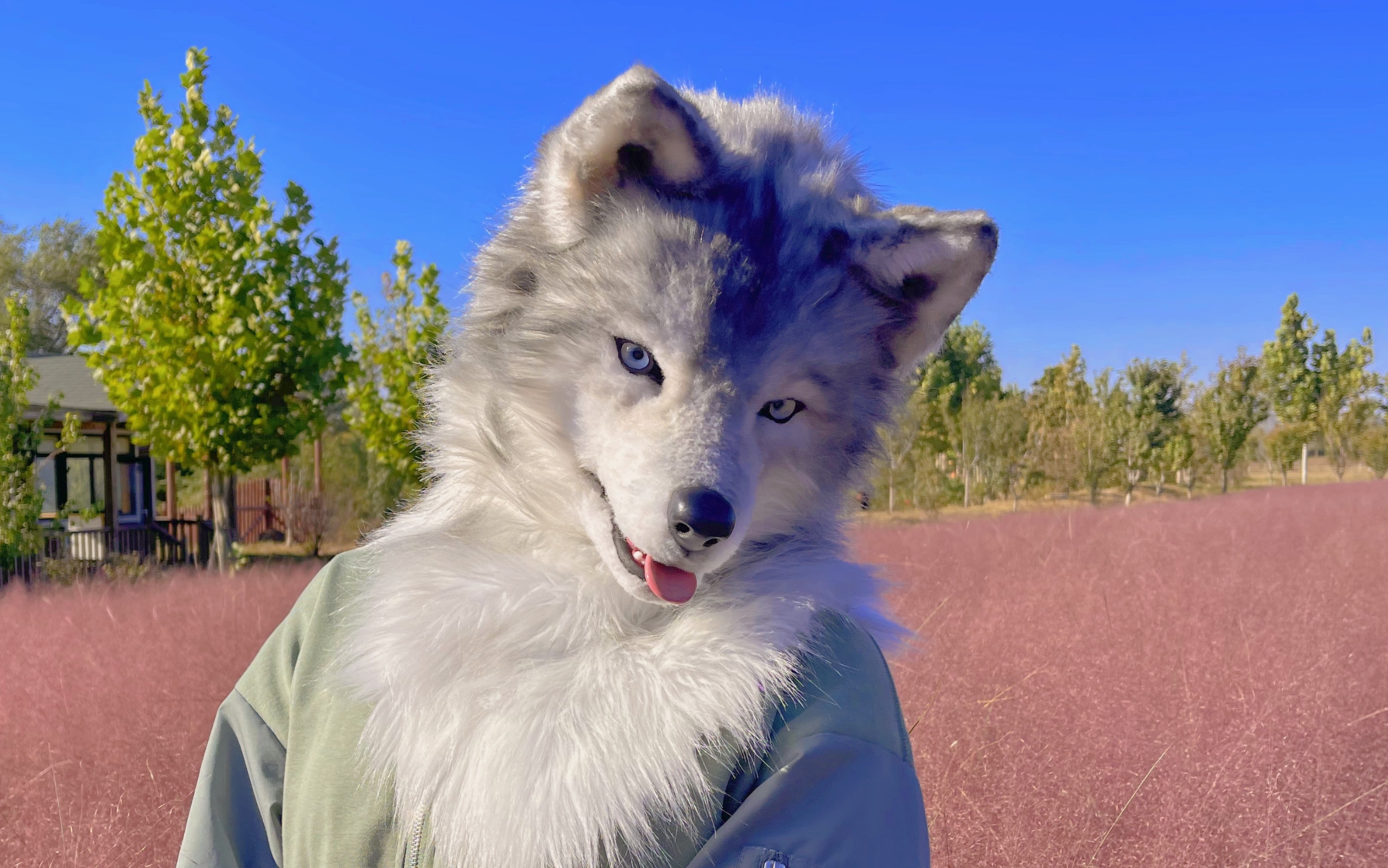 【写实兽装狼】记录一下做的第一个头