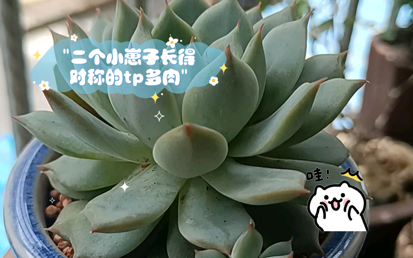 二个小崽子长得对称的tp多肉