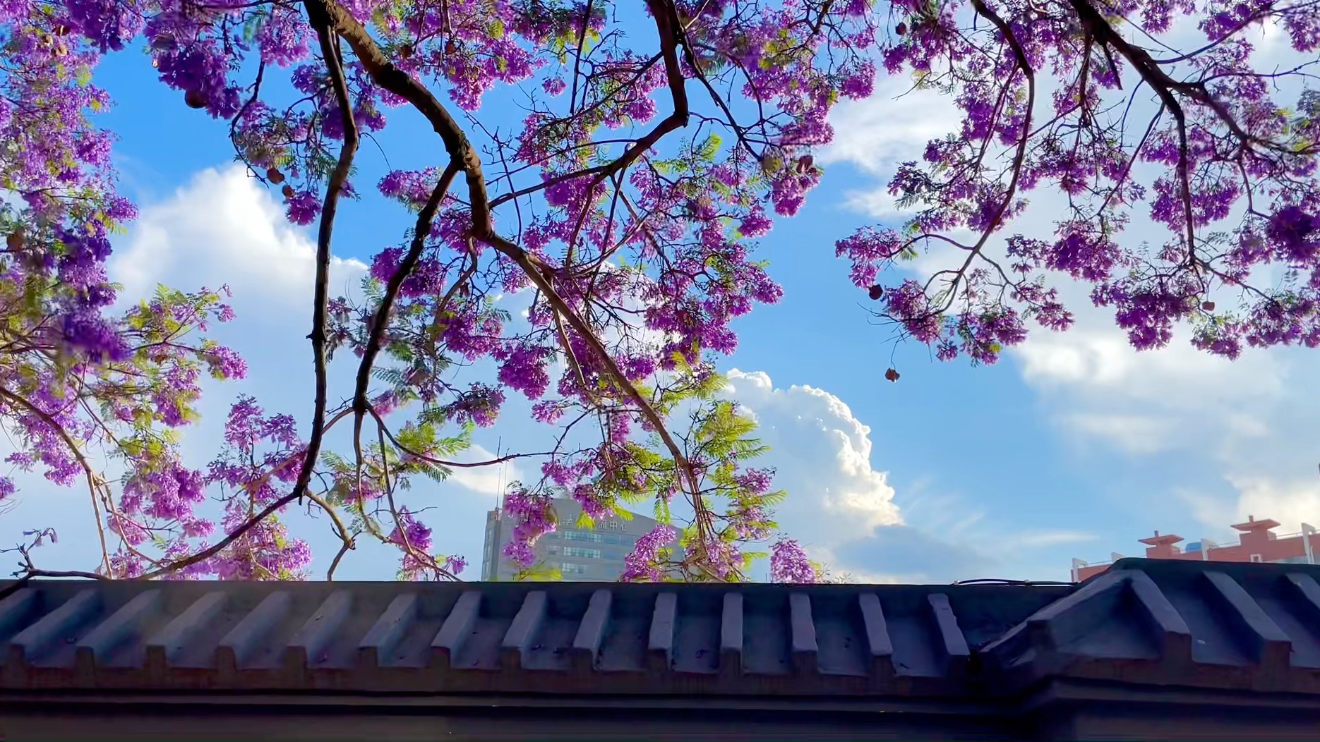 小城故事#昆明#蓝花楹主题公园#校场中路