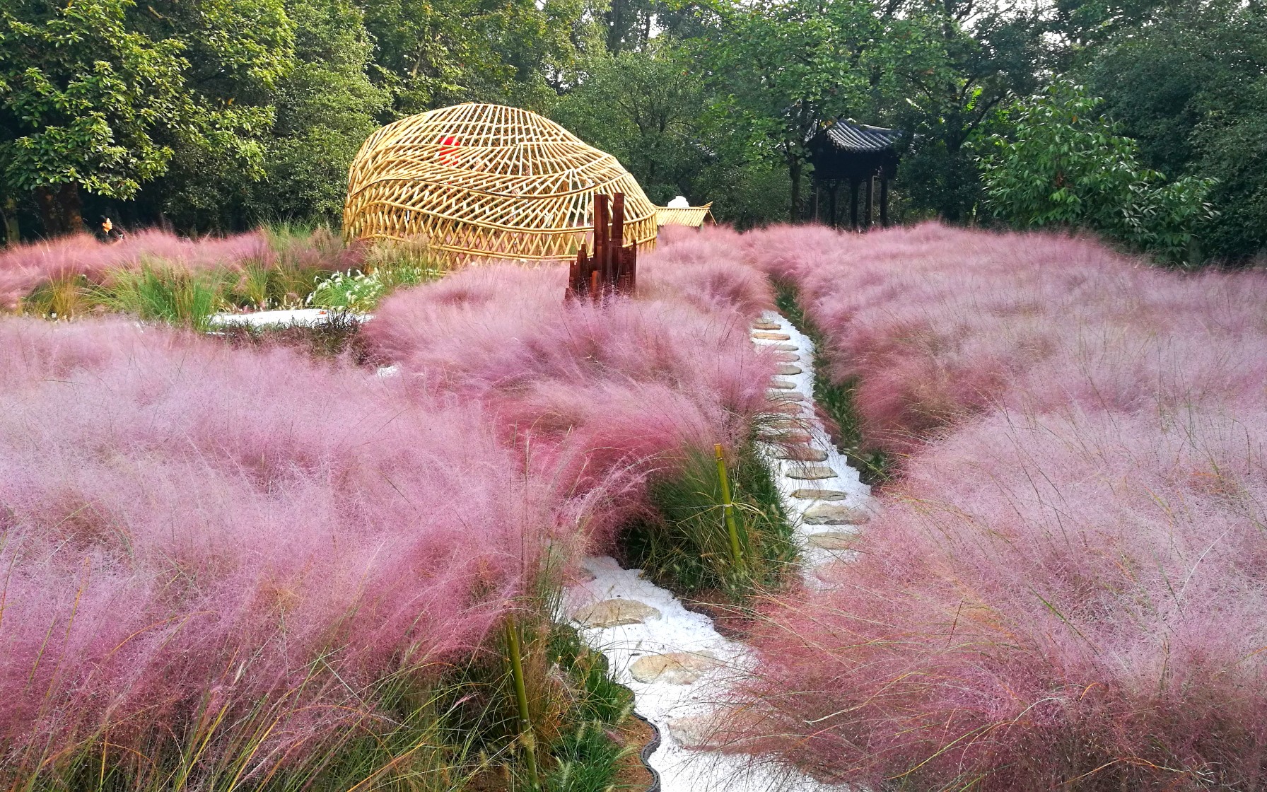 [图]【粉黛乱子草】杭州植物园。