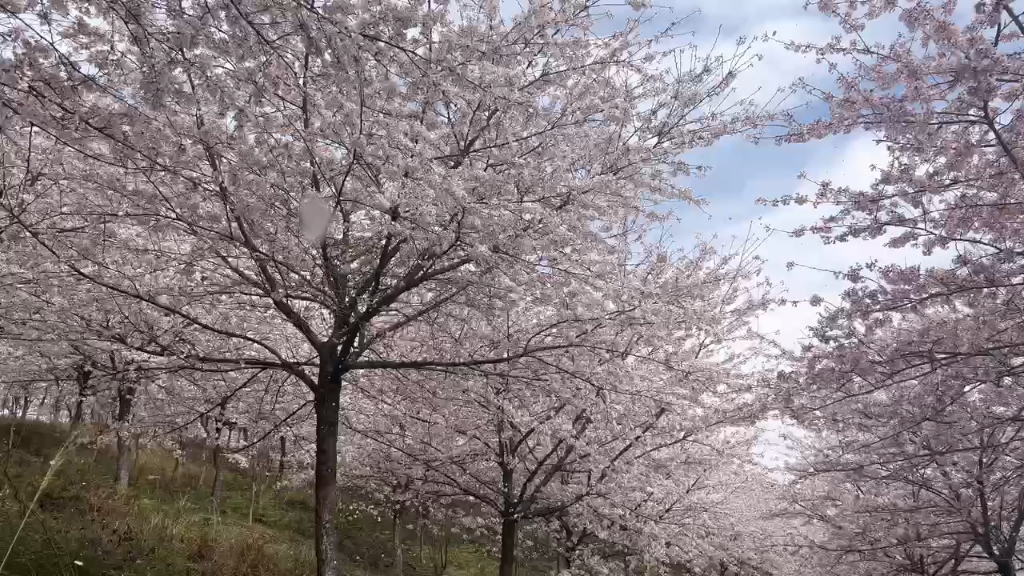 贵州黄腊樱花园《风吹雪》