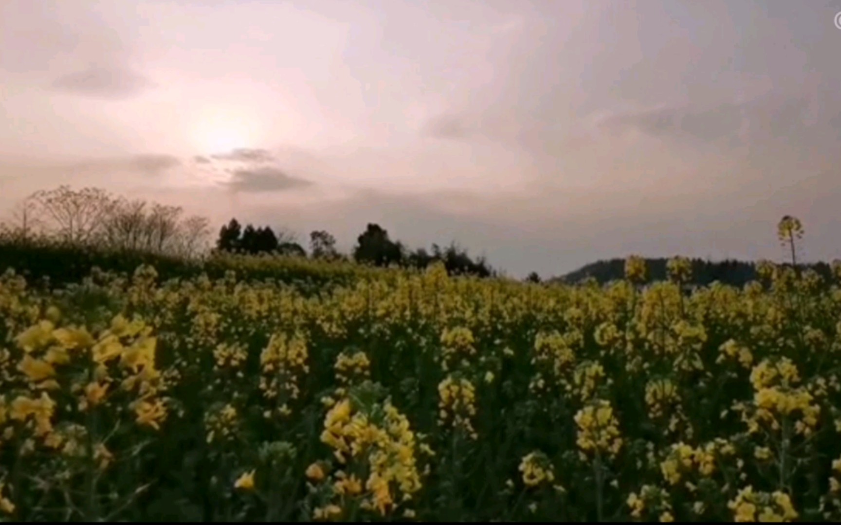 [图]你见过什么样的油菜花海——《想变成一棵树》《橄榄树》