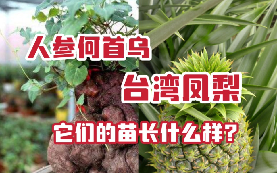 人参何首乌 台湾凤梨 它们的苗长什么样?