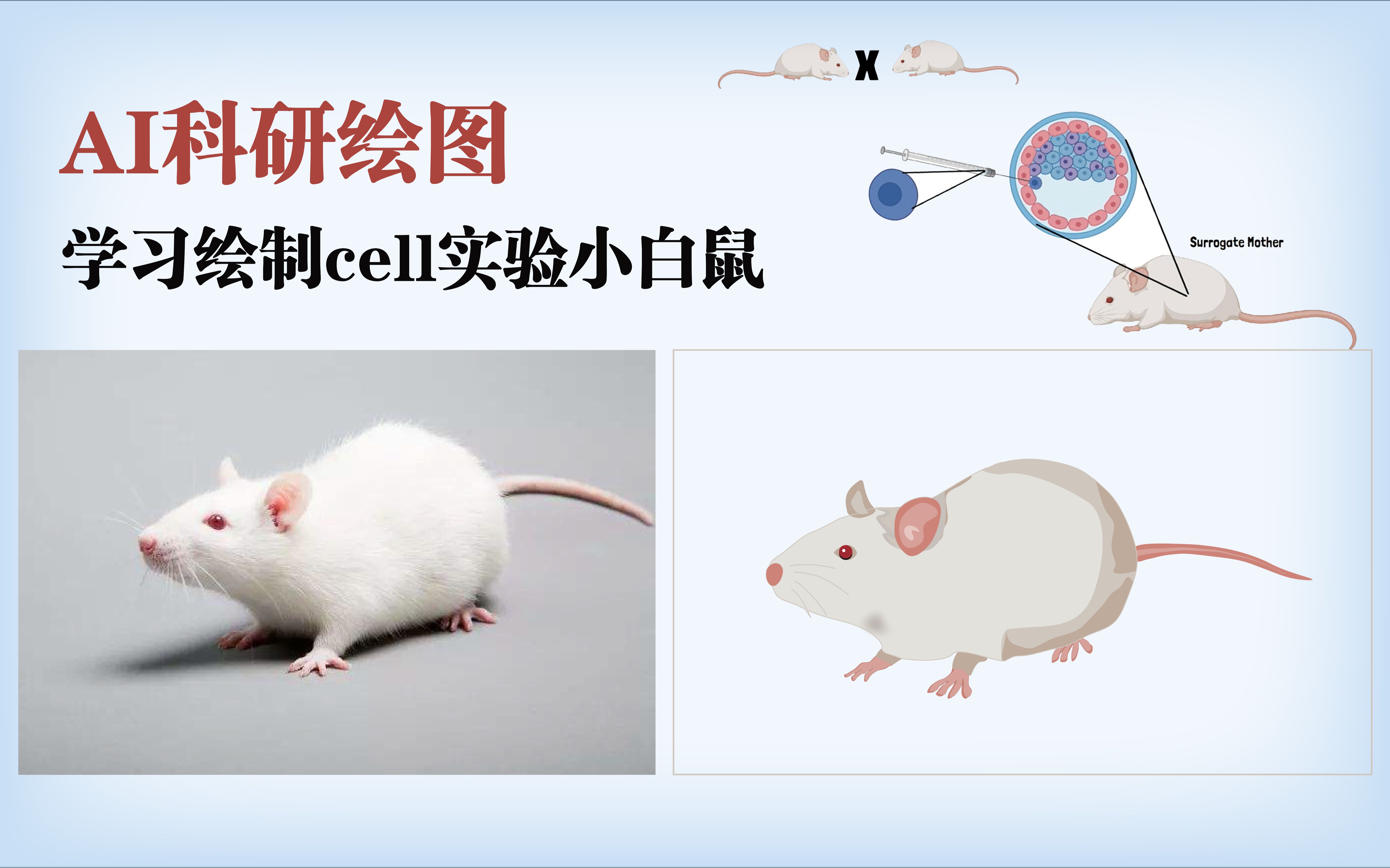 sci科研绘图——用Adobe illustrator绘制cell实验小白鼠哔哩哔哩bilibili