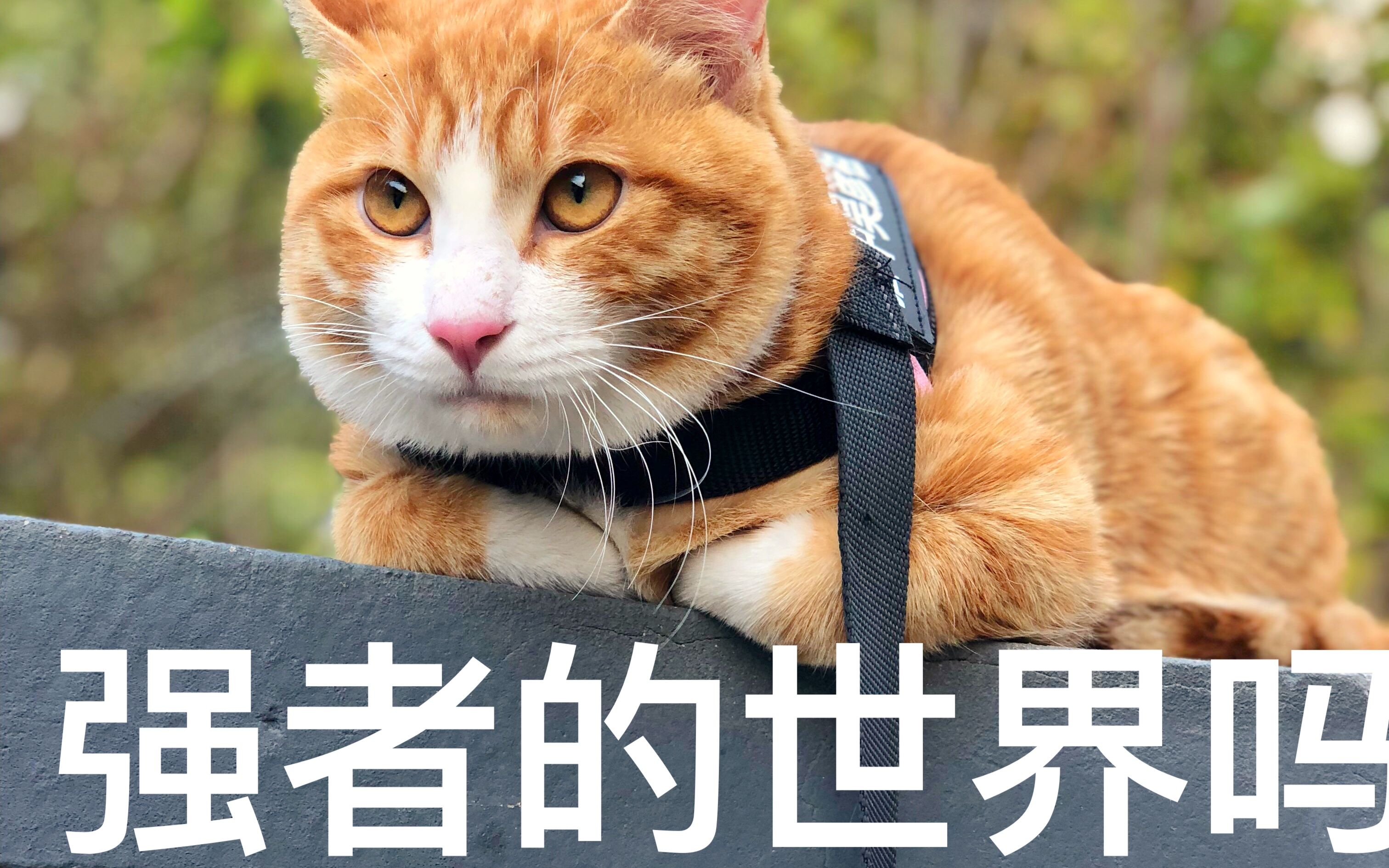 肥宅橘猫的第一次出门