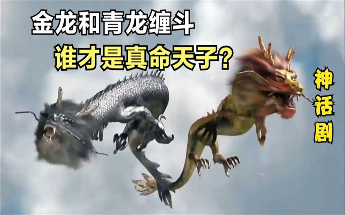 金龙和青龙同时现身,相互缠斗在一起,果然金龙才是真命天子