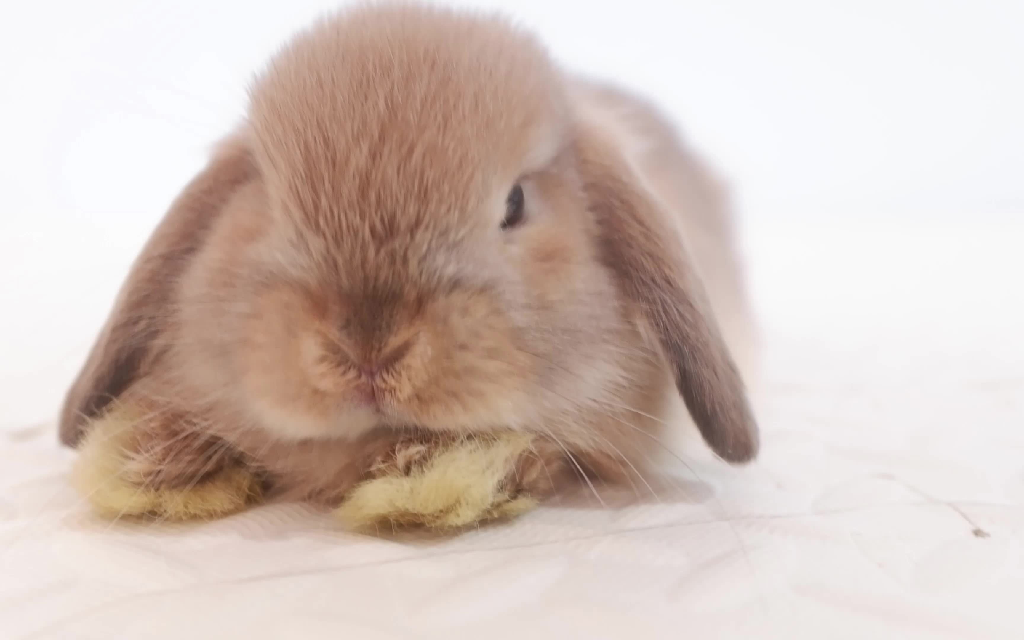 活动  垂耳兔|胖胖的煤球宝宝午睡,是小可爱没错了