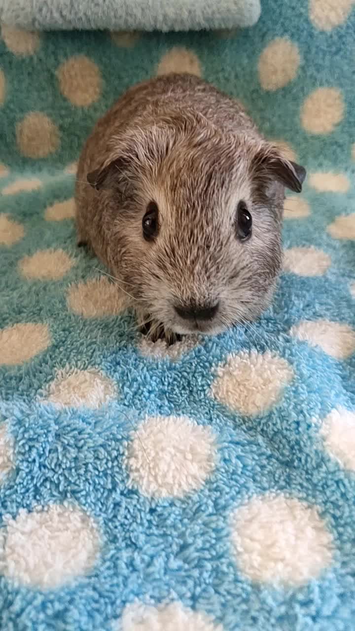 双11特惠 短脸型英短奶雕灰荷兰猪垂耳朵mm,荷兰猪豚鼠1个月10多天