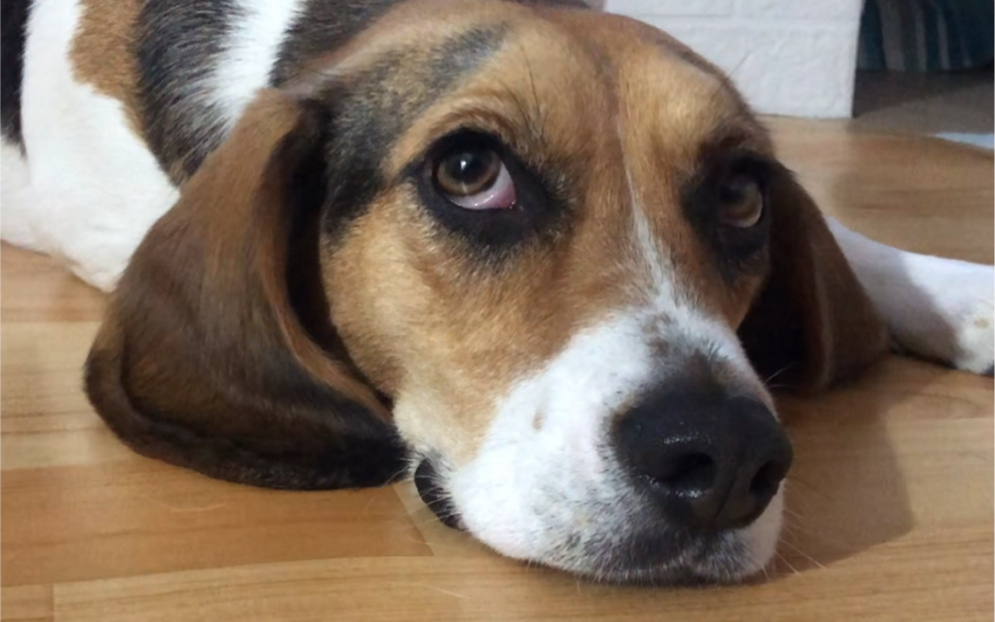 小锅锅跟大家说晚安咯!_哔哩哔哩_bilibili